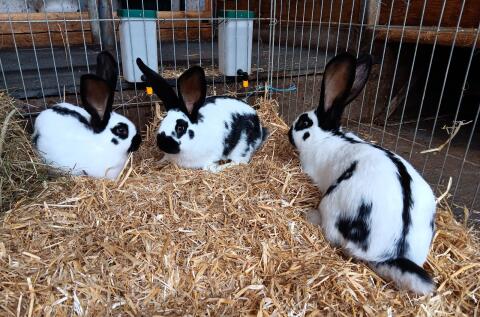 Riesenschecken-Hasen
