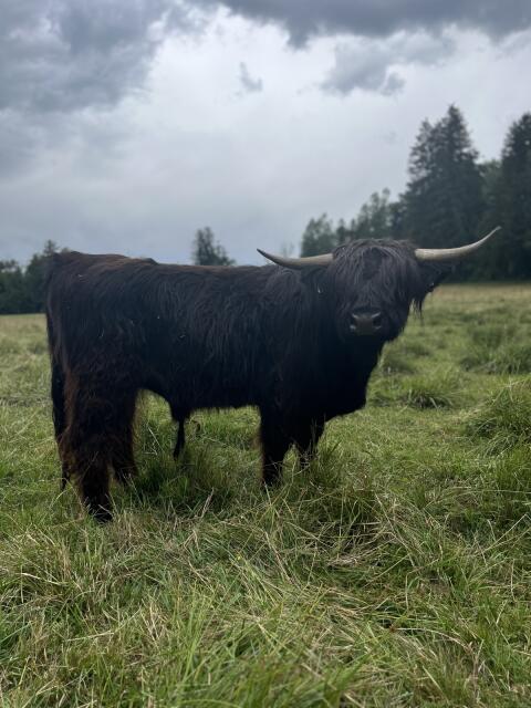 Mini Highland Cattle Hochlandrind Stier/Bulle