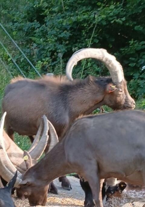 Aosta Ziegenbock