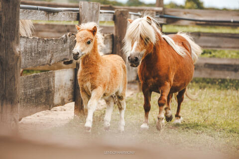 Shetlandponys im Minityp