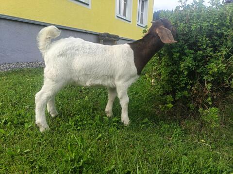 Burenziege