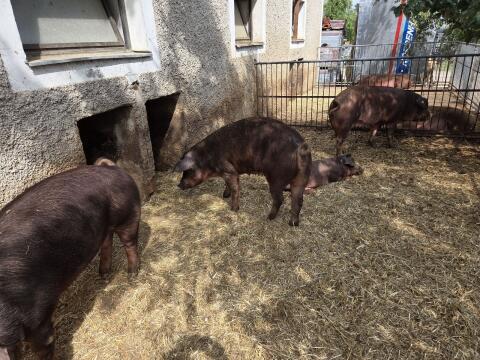 Duroc Jungsauen