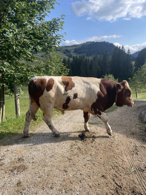 Fleckvieh-Stier