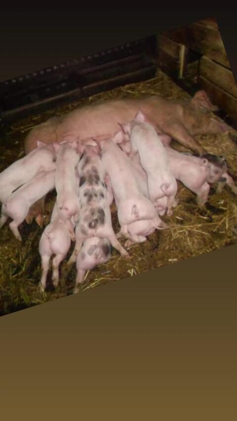 Ferkel abzugeben.