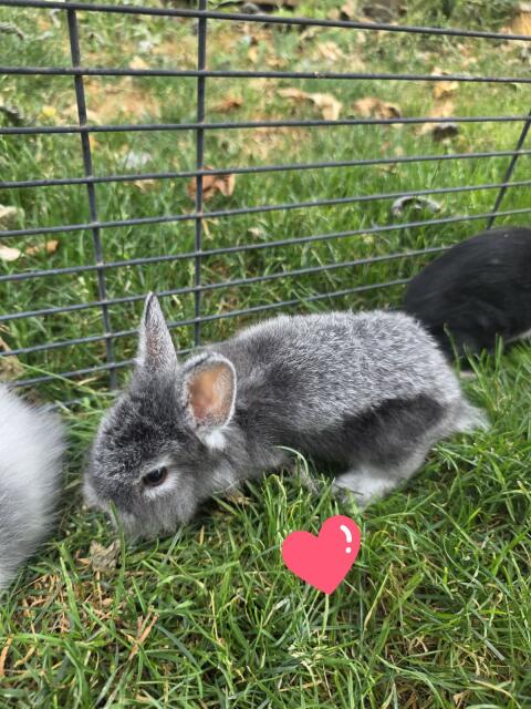 Teddy-Zwerghasen und Mini-Lop-Teddy-Mix