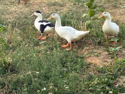 Enten (Moschus/Peking)