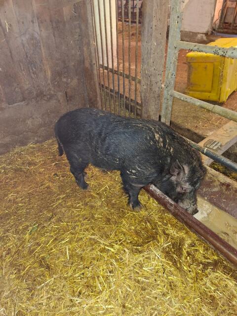 Mini-Hängebauchschwein Eber