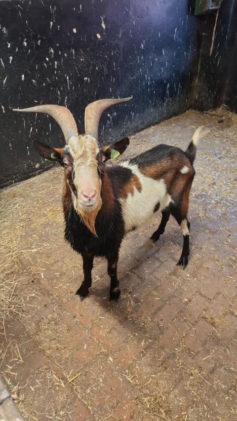 Tauernschecke Bock zu verkaufen