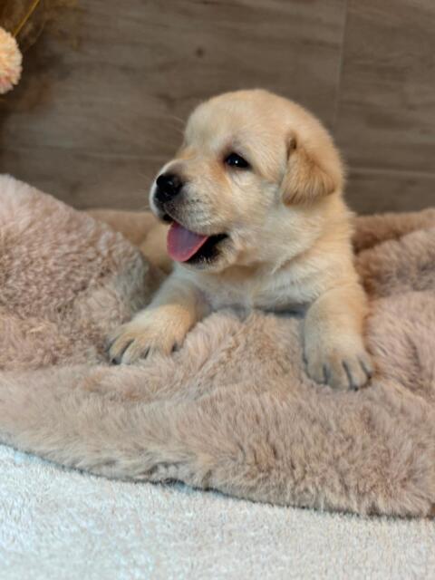 Labradorwelpen