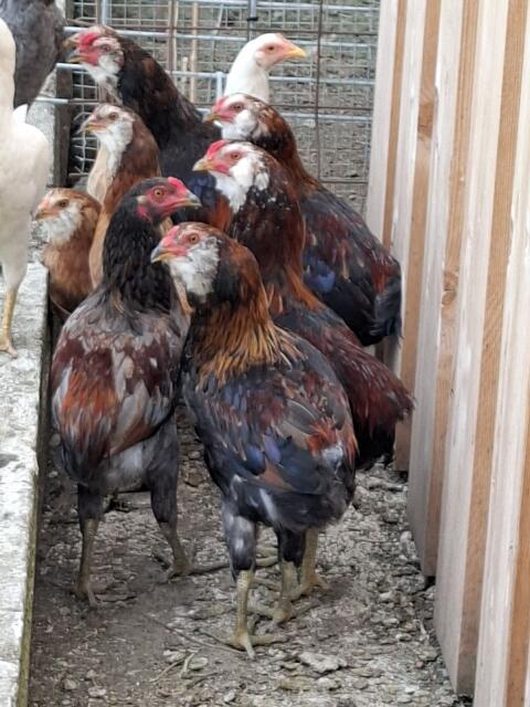 Araucana Hähne