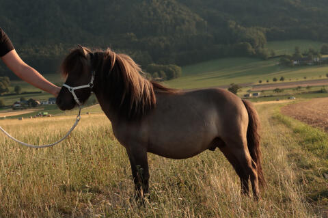 Mini-Shetlandpony-Hengst in Sonderfarbe