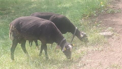 Zwartblesschafe