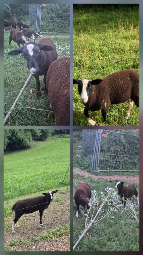 Zwartbless-Widder