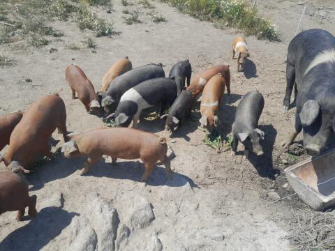 Bio-Ferkel aus Freilandhaltung