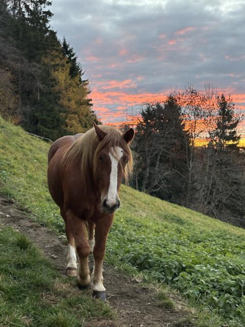 Liebes Freizeitpferd zu verkaufen