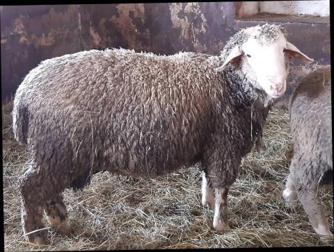 Merino-Widder