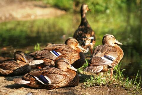 Wildenten, Stockenten