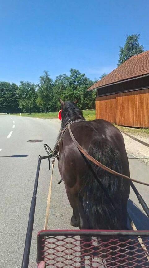 Noriker Hengst