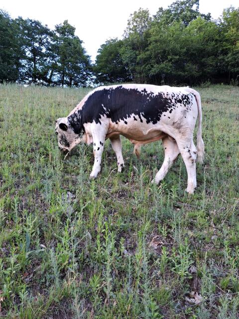 Pustertaler Sprinzen Stier