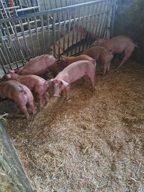 Duroc/Pietrain Ferkel