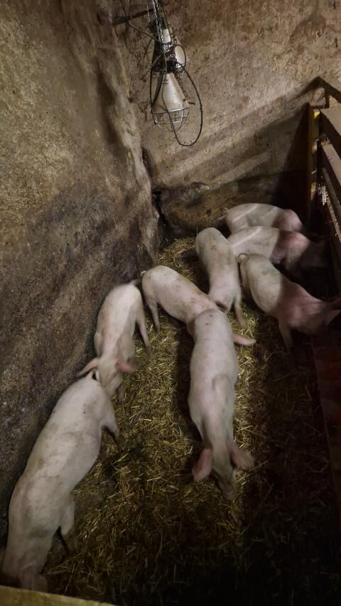 Ferkel abzugeben Bentheimer, Edelschwein Mischlinge