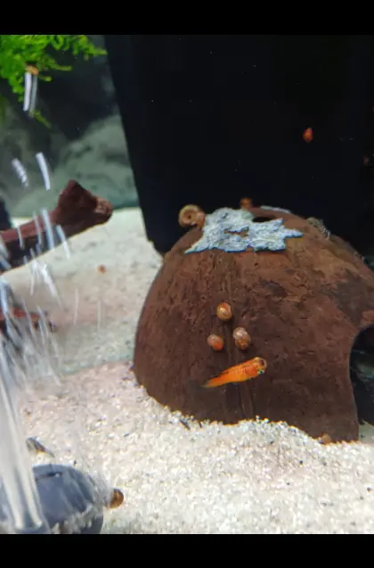 Verkaufe wunderschöne Aquariumfische