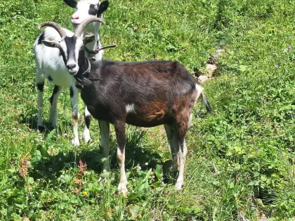 Ziegen-Mischlinge