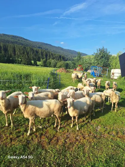 Ostfriesisches Milchschaf