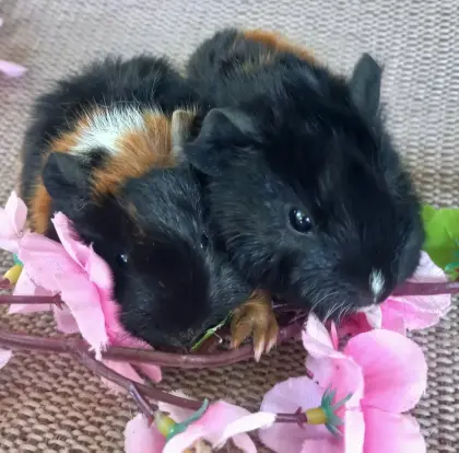 Meerschweinchen