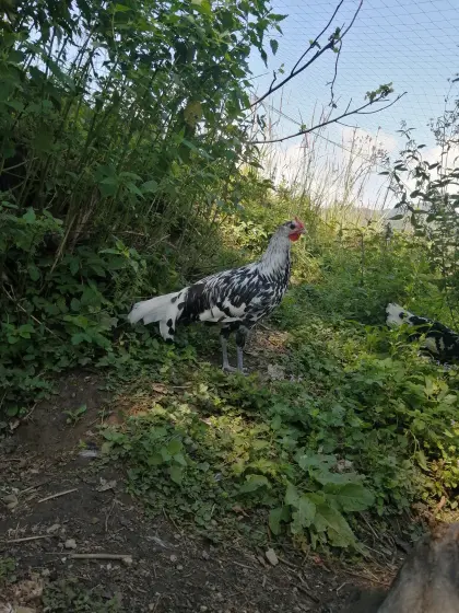 Wunderschöner Hamburger Hahn zu verschenken