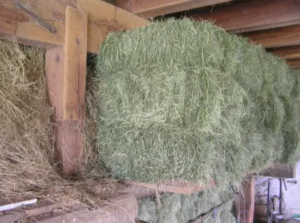 Kleinballen Grummet