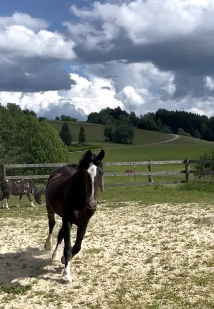 Warmblut Wallach