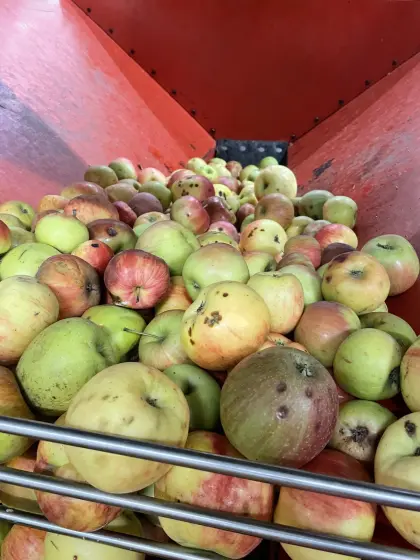 Suche Pressäpfel