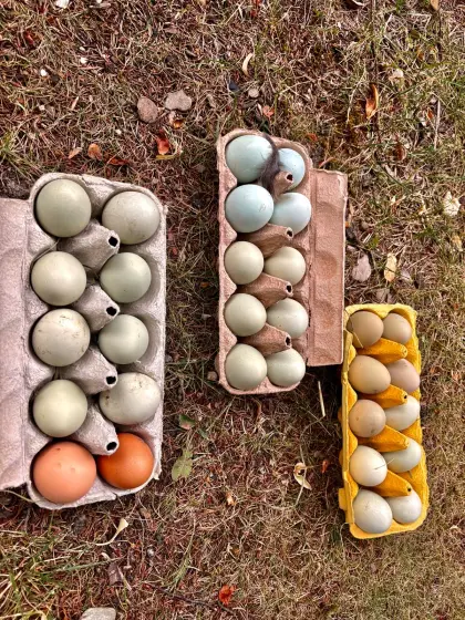 Bruteier Araucana, Olive Leger, Sussex etc.