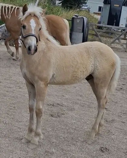 Haflinger Hengst