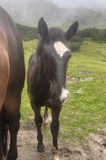 Noriker Hengstfohlen Herzbub GsG Vulkan XIX