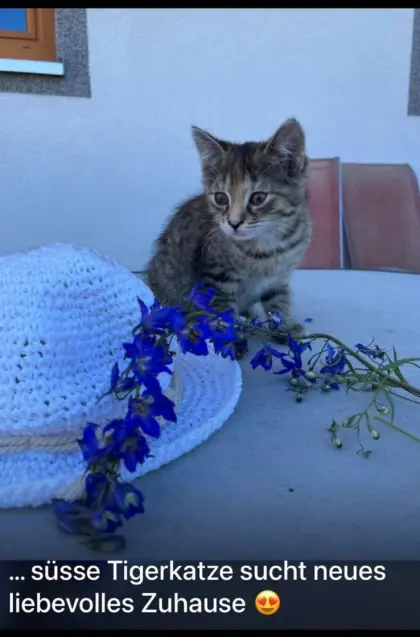 Katze für Bauernhof gesucht