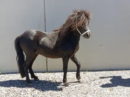 Austrian Partbred Pony Hengst Raffaelo