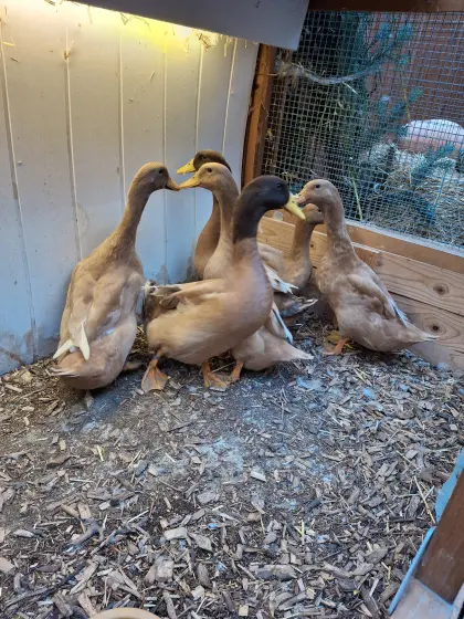 Orpingtonenten-Küken