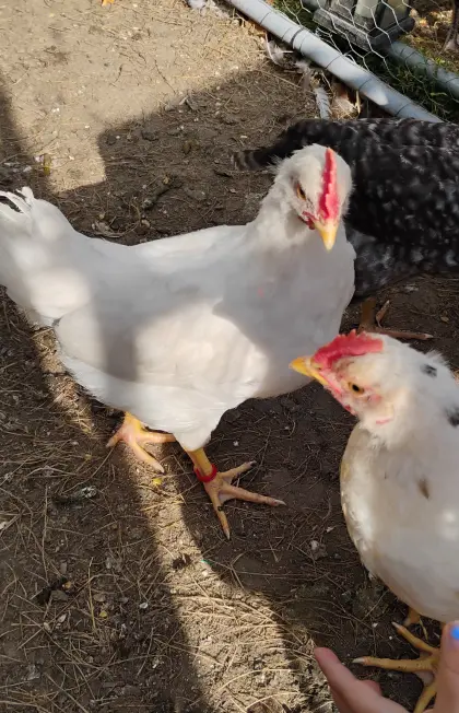 Leghorn-Hybride und Laufenten