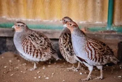 Rebhühner