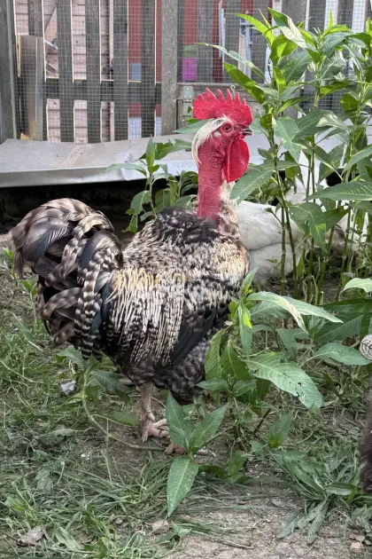 Nakthals, Sulmtaler-Barnevelder-Mix, Leghorn-Barnevelder-Mix