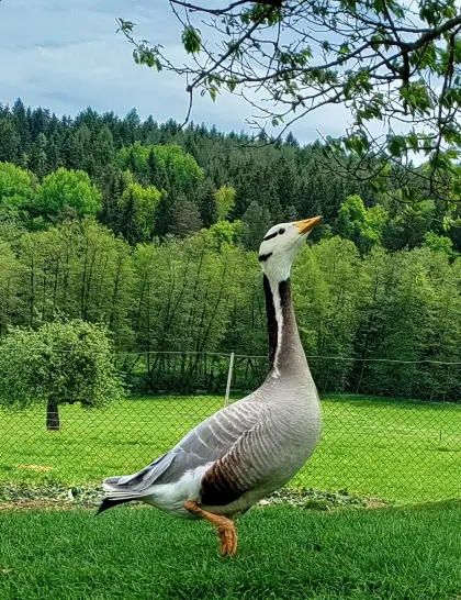 Streifengans-Paar
