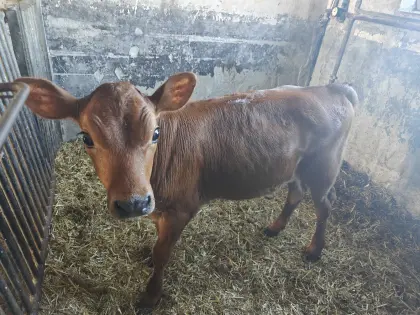 Verkaufe Jersey-Kalb
