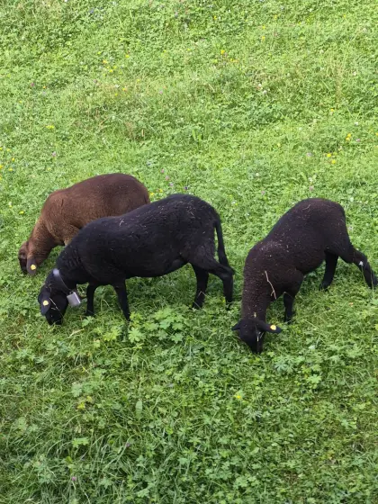 Jura-Widder