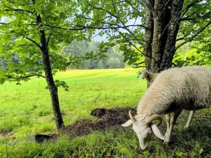 Waldschafe, Mutterschafe, Lämmer oder ganze Schafherde