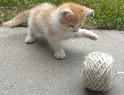 Babykatzen