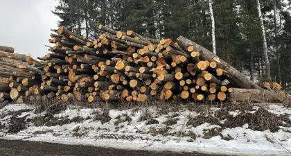 Brennholz