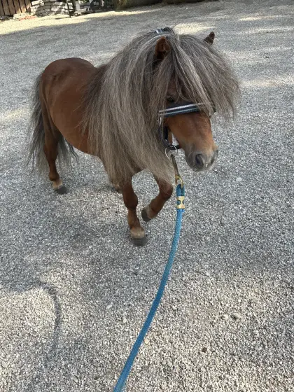 Minipony 75 cm sucht neues Zuhause