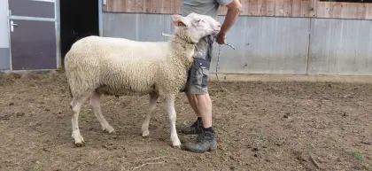 Milchschafbock, Widder abzugeben